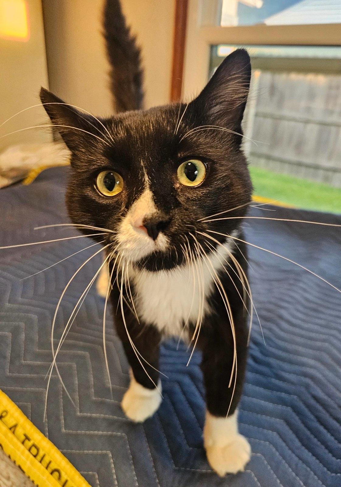 adoptable Cat in Milwaukee, WI named Brett Hoffman