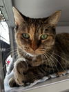 adoptable Cat in , WI named Daisy