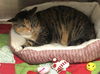 adoptable Cat in , WI named Scarlett