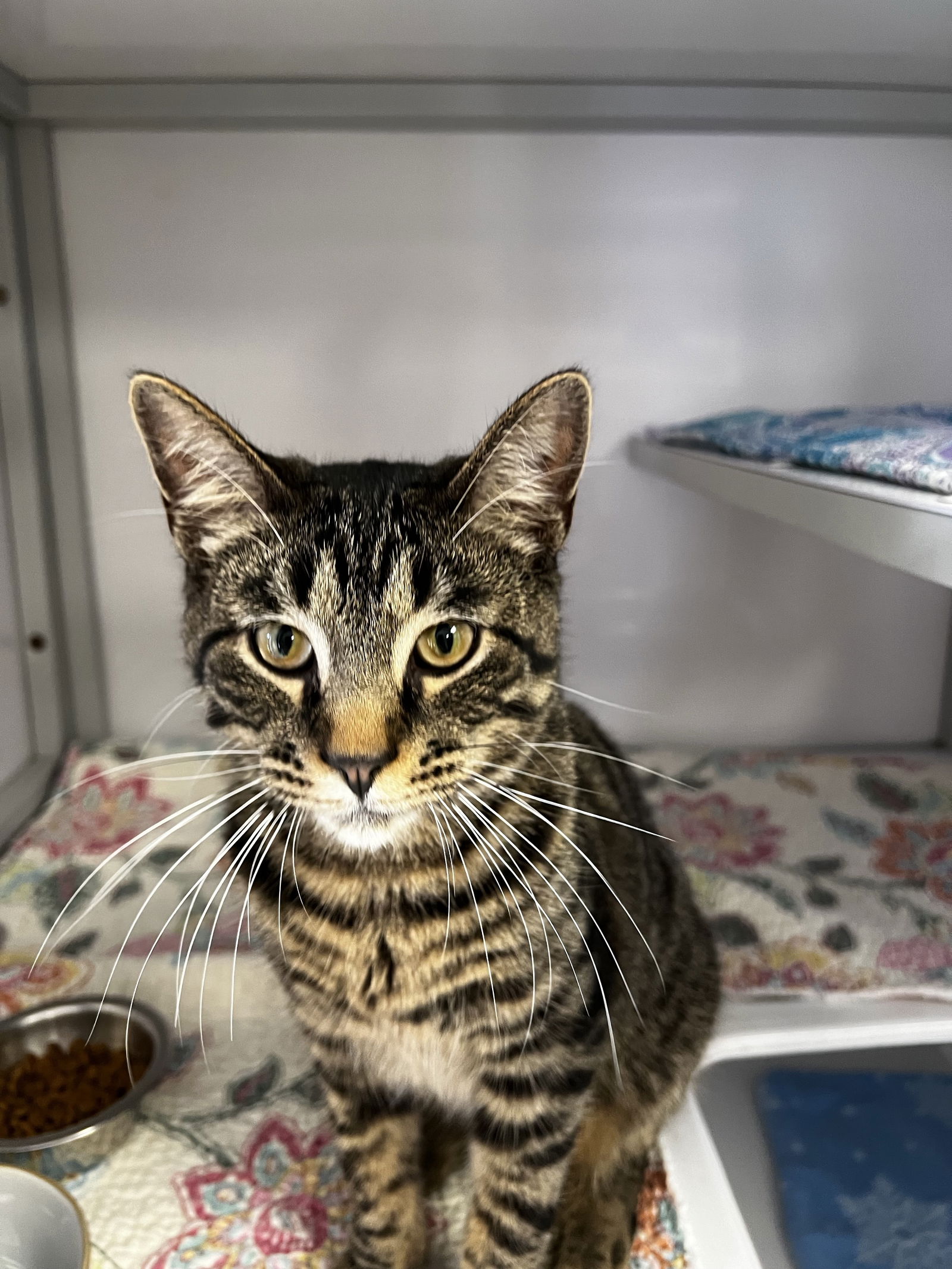 adoptable Cat in Milwaukee, WI named Yukon