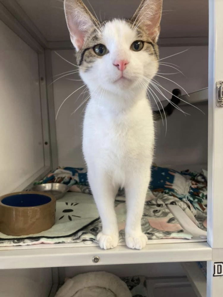 adoptable Cat in Milwaukee, WI named Denali