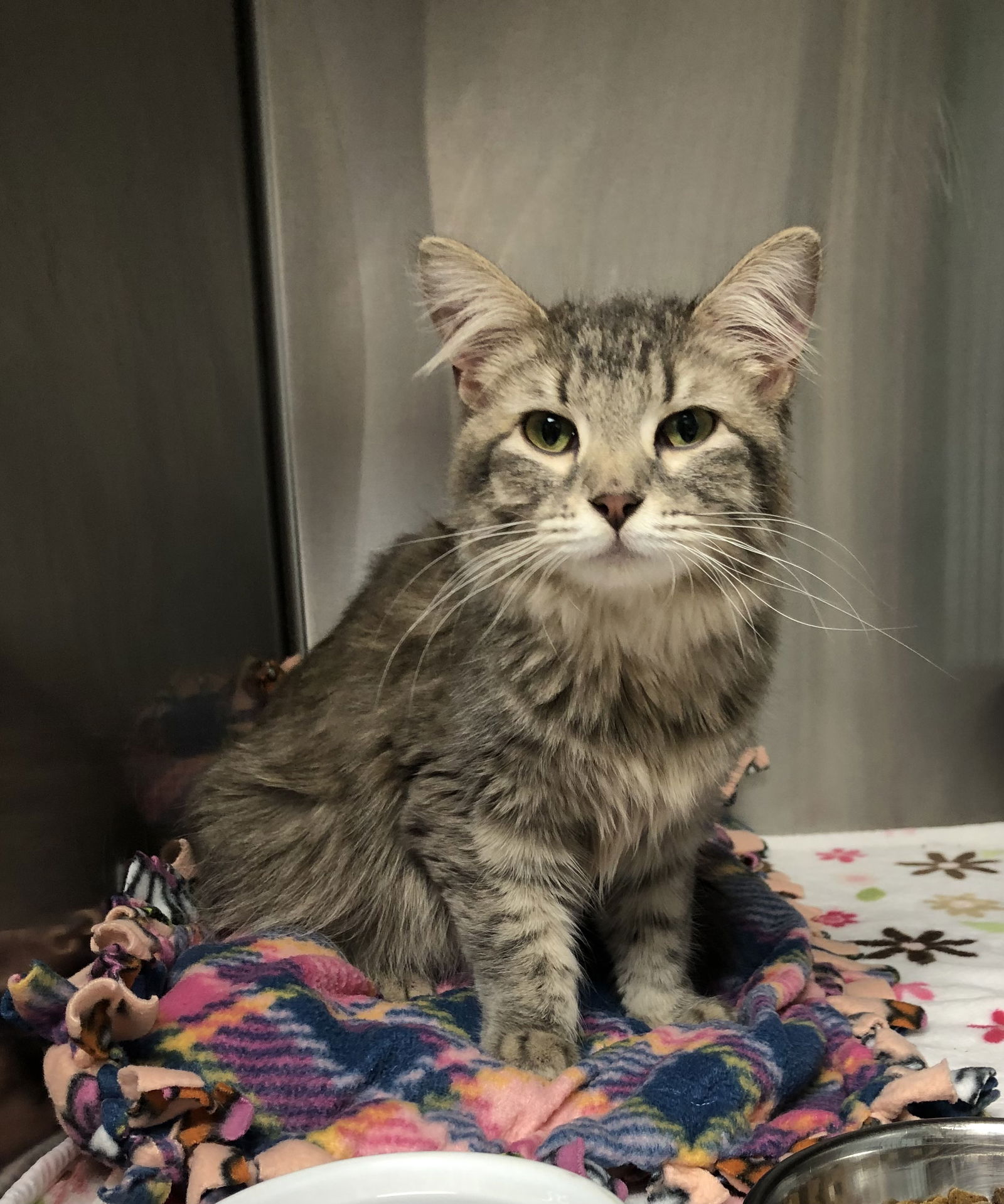 adoptable Cat in Milwaukee, WI named Recon