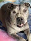 adoptable Dog in Queen Creek, AZ named Sammie