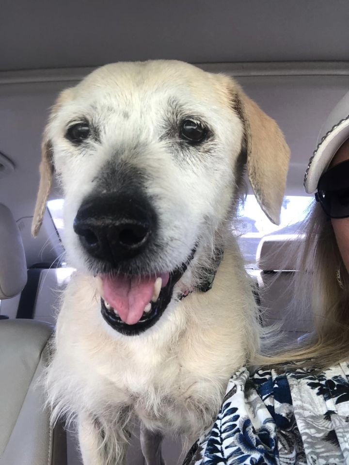 Dog adoption in Queen Creek, AZ 85142 Terrier / Mixed Dog "Sandie"