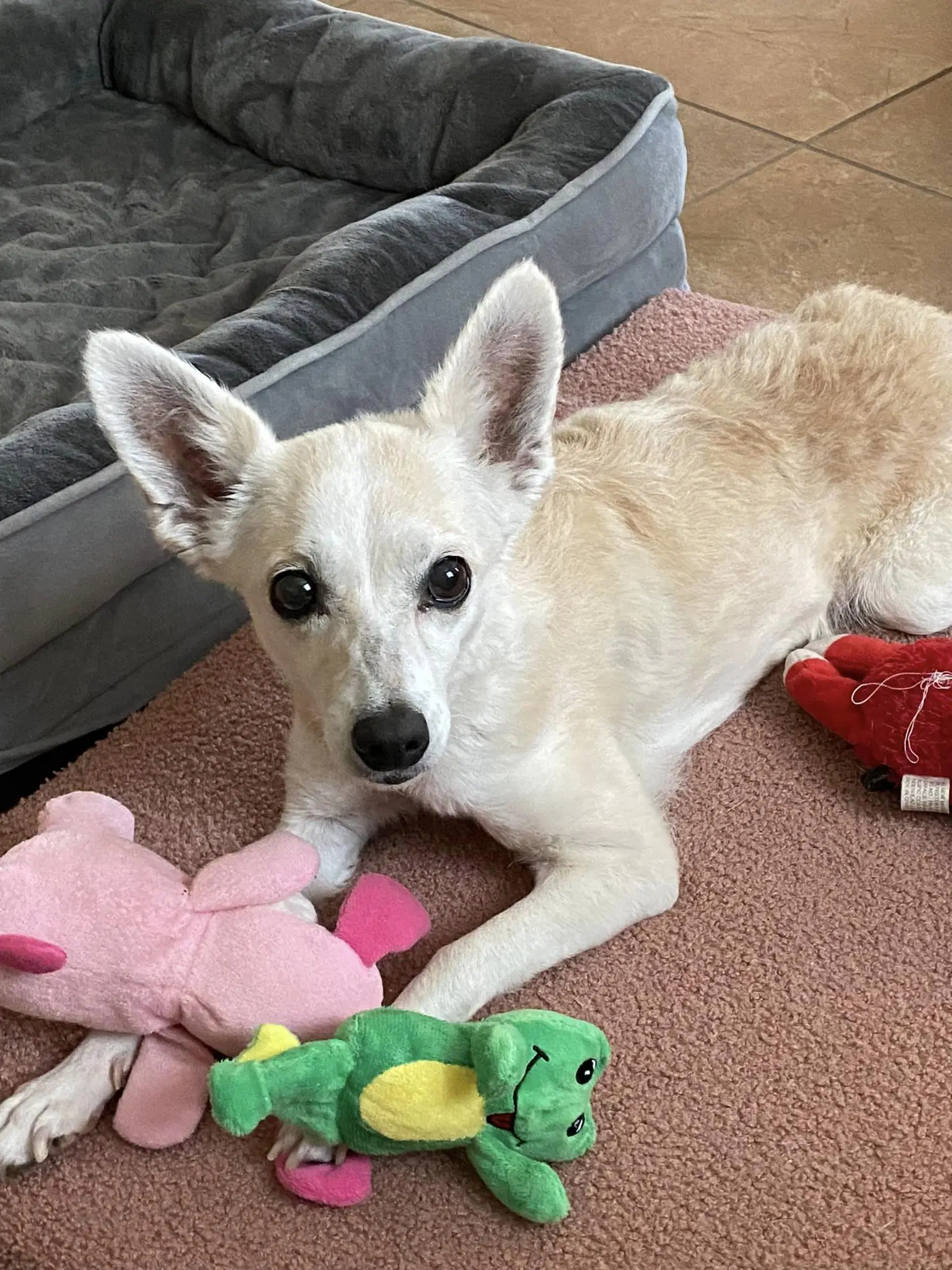 Polly - Terrier