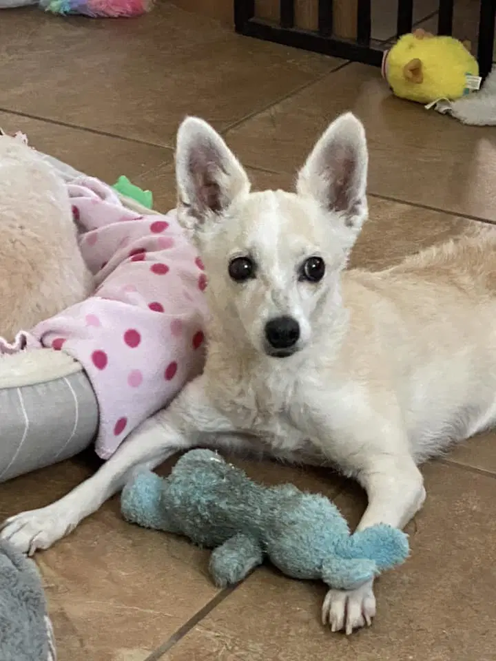 Polly image 2