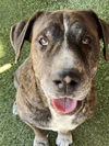 adoptable Dog in , AZ named Honey