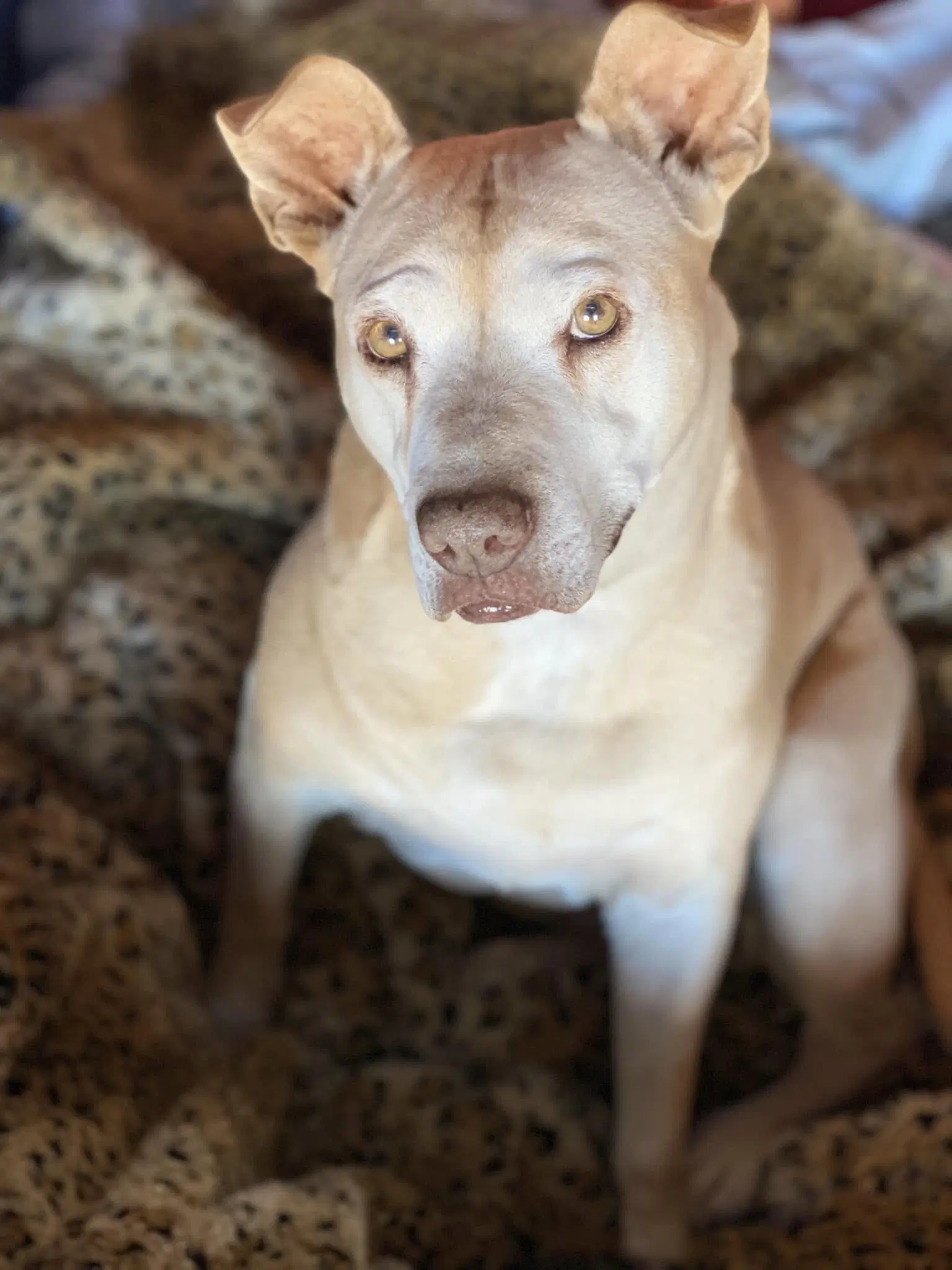 Missy - American Staffordshire Terrier