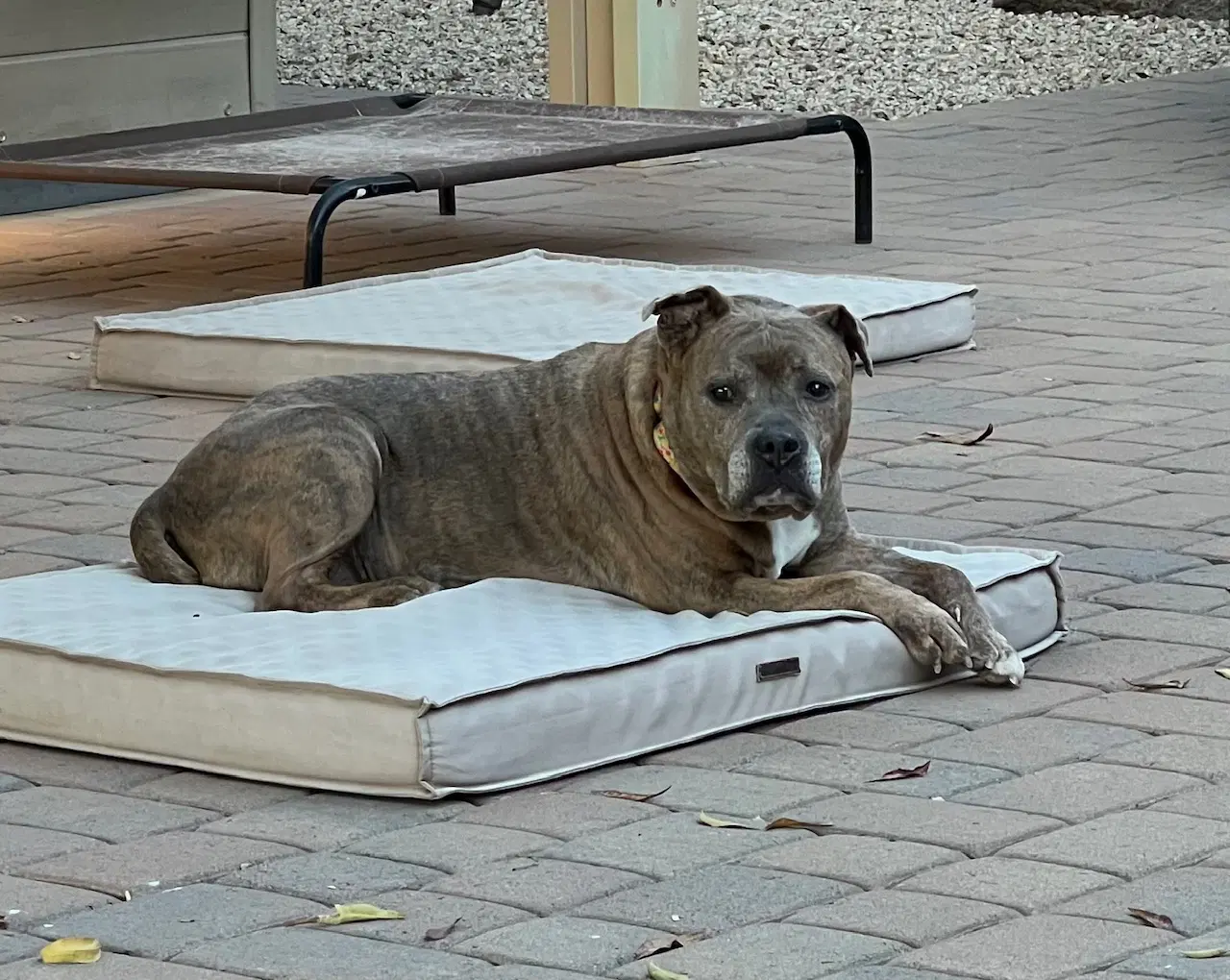 Rosie image 2