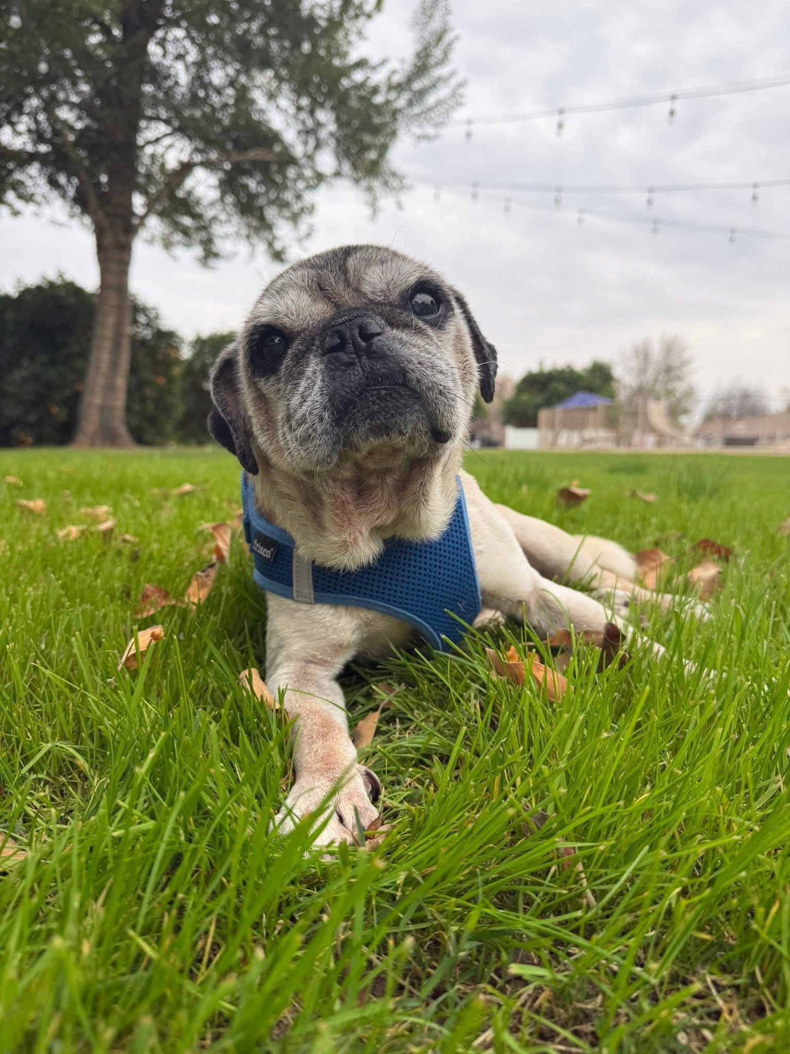 Winston