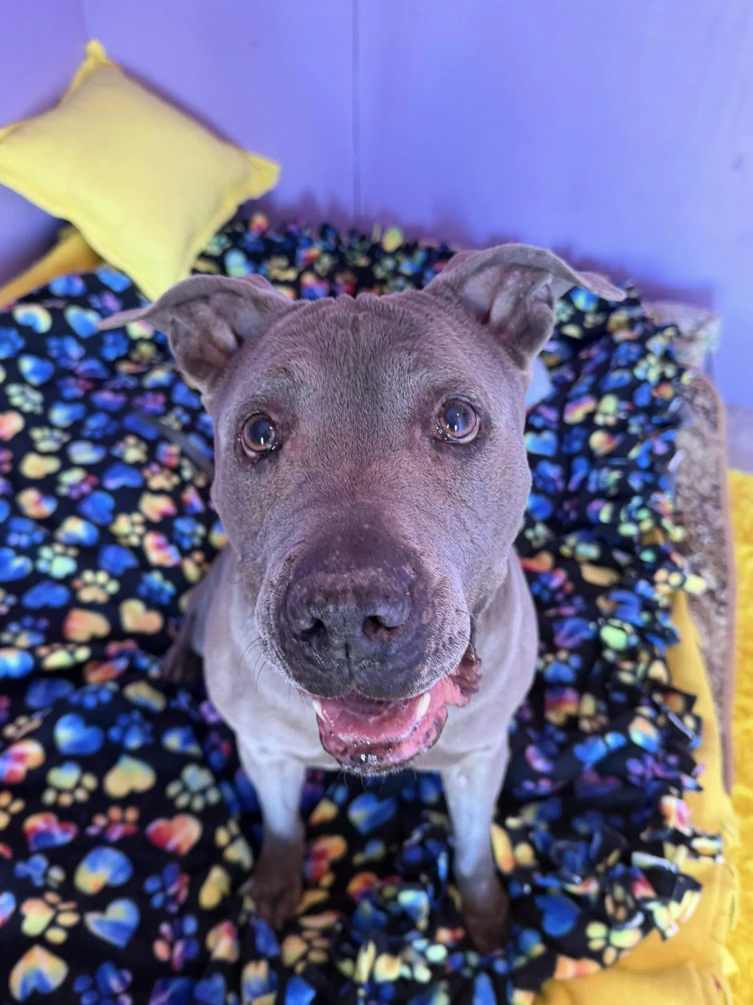 Rayna - American Staffordshire Terrier