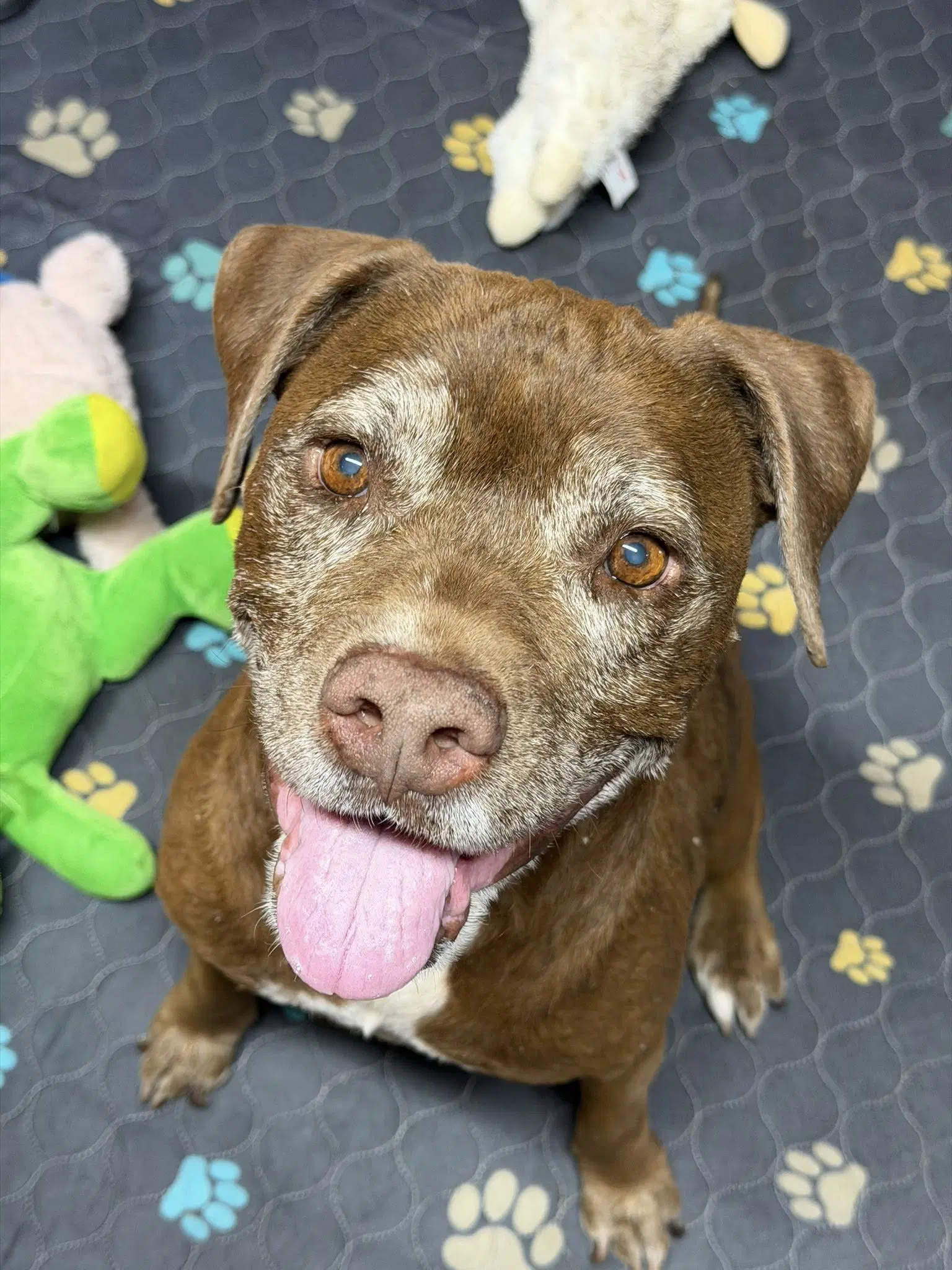 Hazel - Chocolate Labrador Retriever