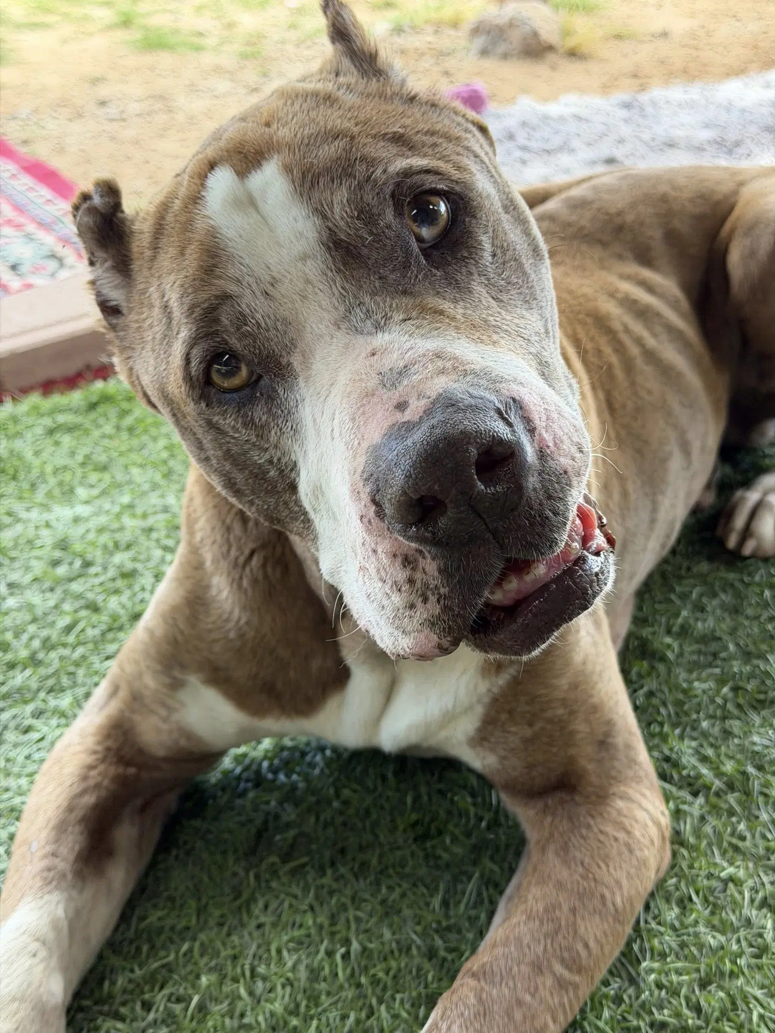 Calvin - American Staffordshire Terrier