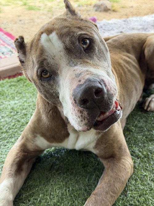 Calvin, an adoptable American Staffordshire Terrier in Queen Creek, AZ