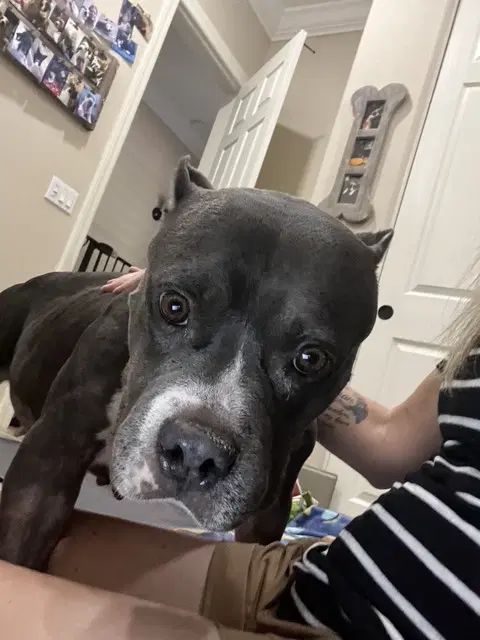 Aurora - American Staffordshire Terrier