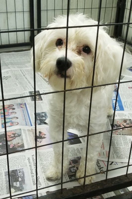 adoptable Dog in Mukwonago, WI named Charlie Daniels
