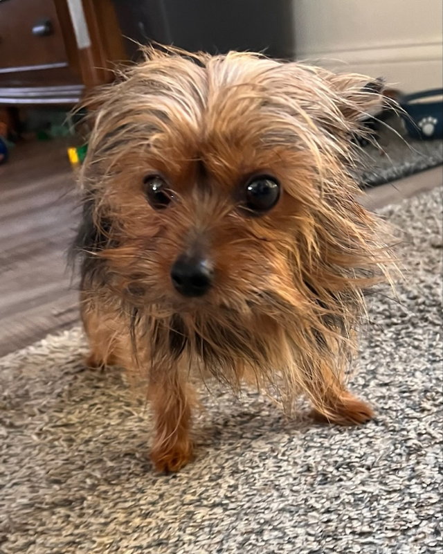 Dog for Adoption Chipette, a Yorkshire Terrier Yorkie in Beloit, WI