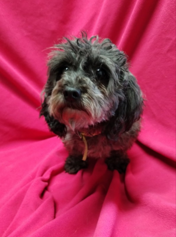 Dog for Adoption Viola Available Soon, a Shih Tzu in Stoughton, WI Alpha Paw