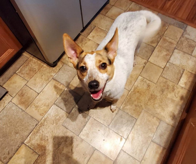 Dog for Adoption Razzle, a Australian Cattle Dog/Blue Heeler in