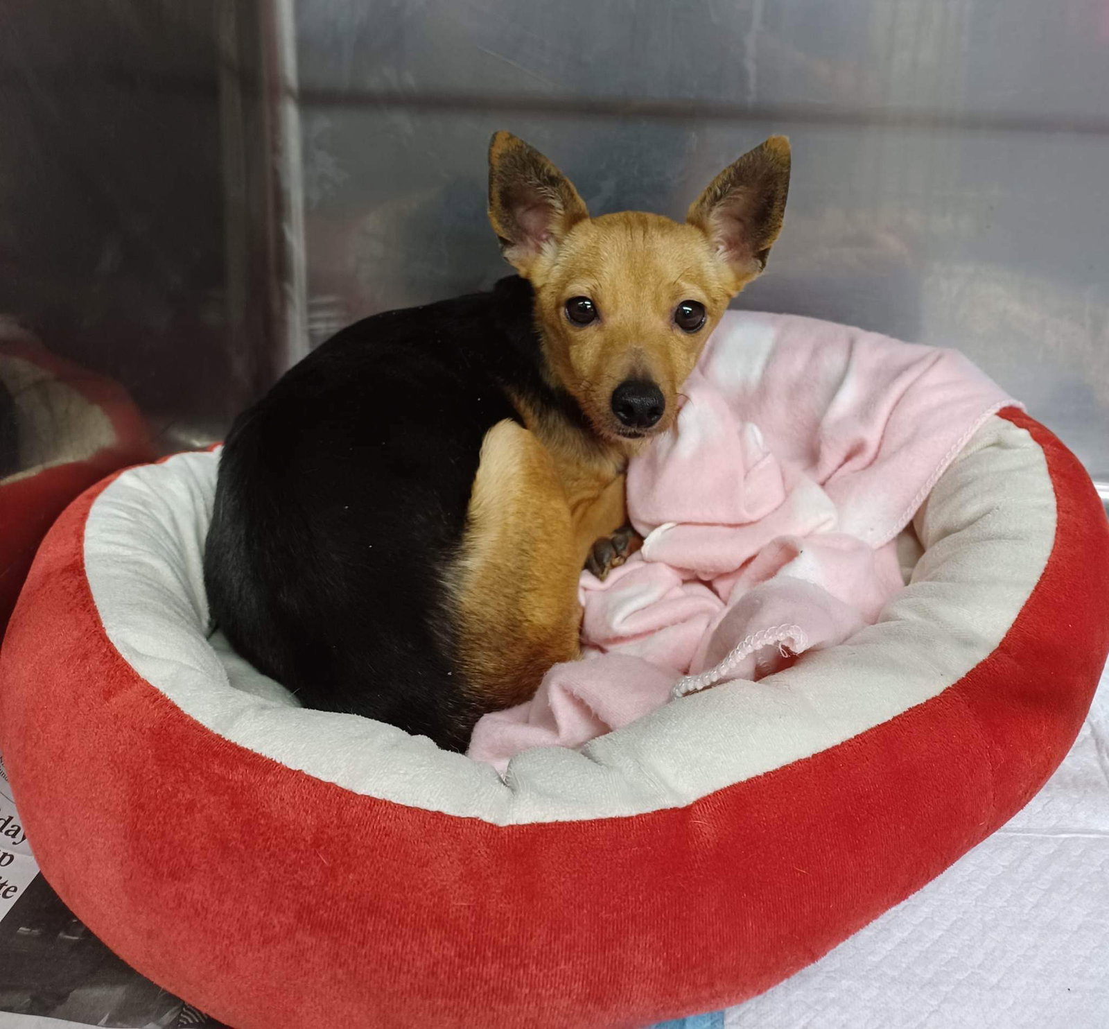 Dog for Adoption River, a Chihuahua in Wonder Lake, IL Alpha Paw