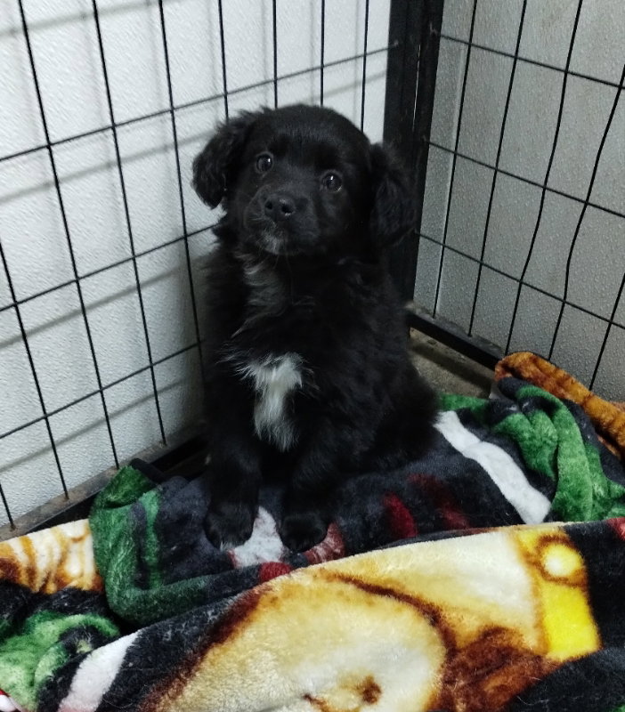 Dog for Adoption Coal, a American Eskimo Dog in Woodstock, IL Alpha Paw