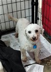 adoptable Dog in , WI named Amelia and Bedelia