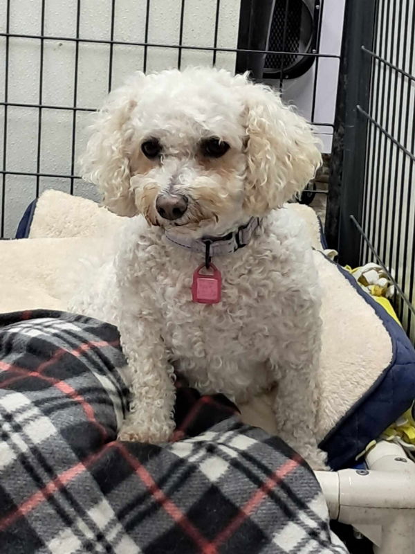 adoptable Dog in Mukwonago, WI named Judy Moody