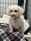 adoptable Dog in , WI named Judy Moody