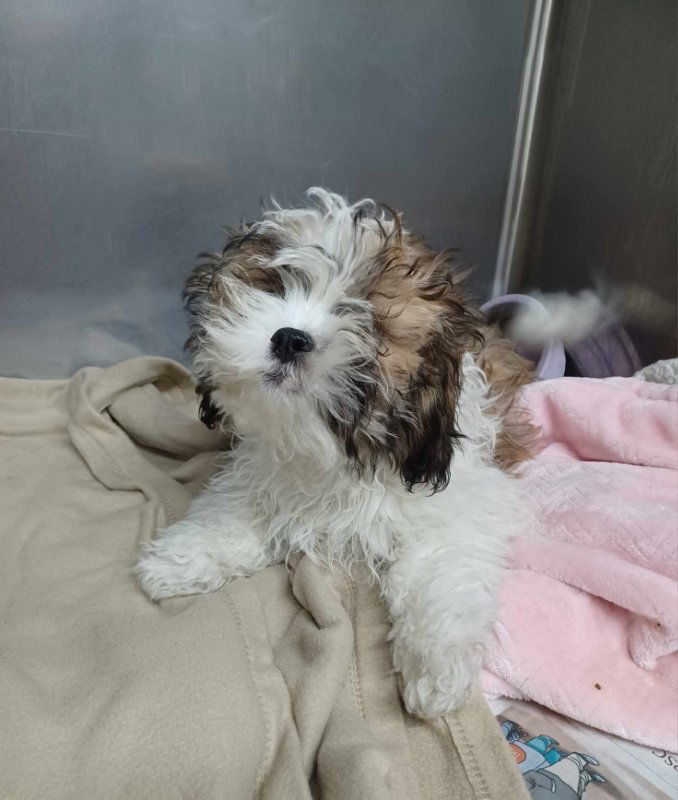 Dog for Adoption - Hiccup, a Shih Tzu in Antioch, IL | Alpha Paw