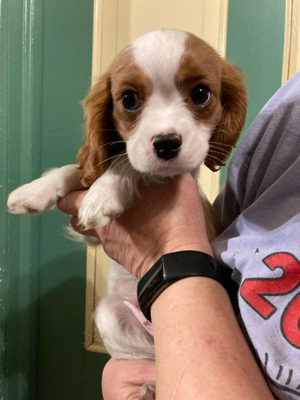 Dog for Adoption Ike, a Cavalier King Charles Spaniel in Thiensville