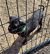 adoptable Dog in , WI named Marlon