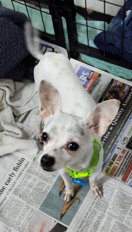 adoptable Dog in Mukwonago, WI named Preston