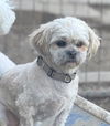 adoptable Dog in mukwonago, WI named Rexie