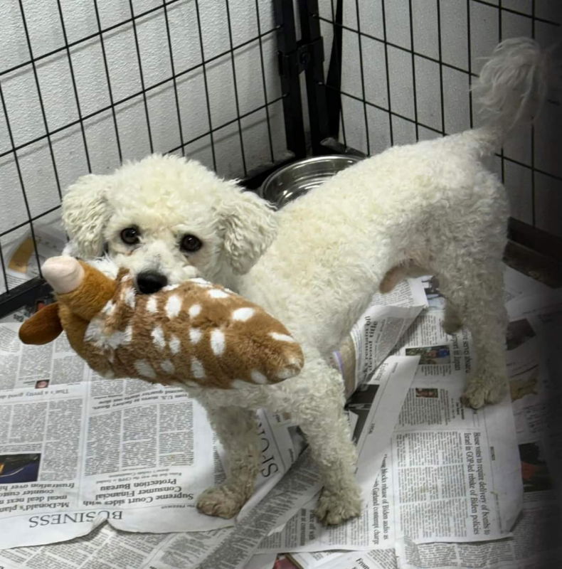 adoptable Dog in Mukwonago, WI named Captain Casper