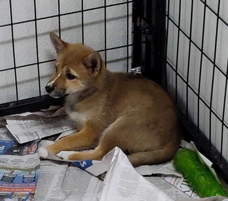 adoptable Dog in Mukwonago, WI named Jaffa