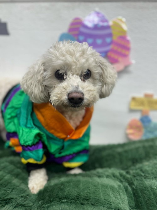 YVETTE - Bichon Frise available for adoption