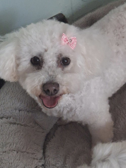 YVETTE - Bichon Frise available for adoption