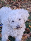 Yvette - Photo 6
