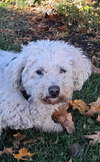 Yvette - Photo 10
