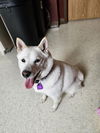 adoptable Dog in  named Gardenia