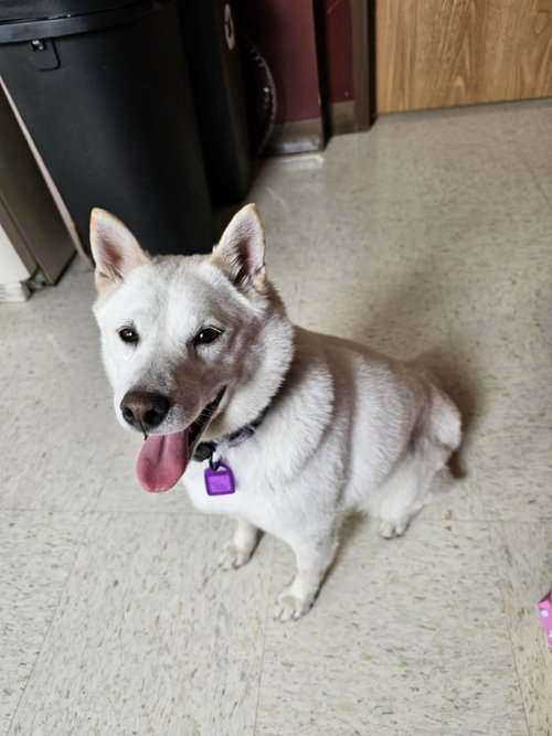 GARDENIA - Shiba Inu available for adoption