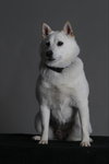 Gardenia - Photo 4