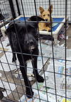 adoptable Dog in Mukwonago, WI named Halston Noir