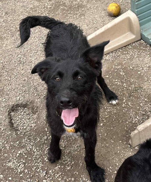 HALSTON NOIR - Labrador Retriever / Poodle (Standard) available for adoption