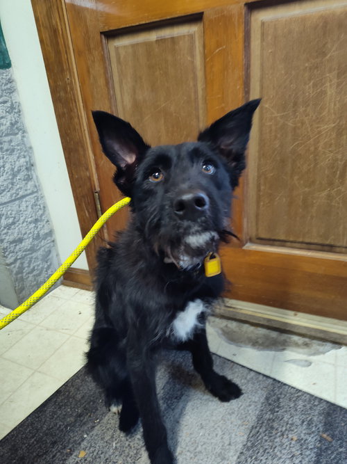 HALSTON NOIR - Labrador Retriever / Poodle (Standard) available for adoption