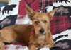 adoptable Dog in Mukwonago, WI named Hazen Kuma