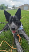 adoptable Dog in Mukwonago, WI named Halyn Daisy