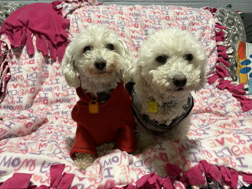 SASHA (IAOLANI) - Bichon Frise available for adoption