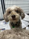 adoptable Dog in  named Fancy Remmy LaRue