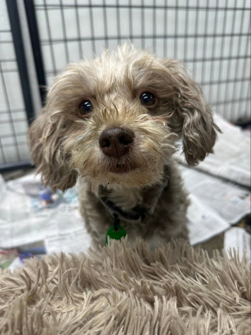 FANCY REMMY LARUE - Havanese available for adoption